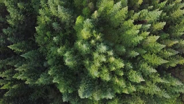 夏季北方自然森林鳥瞰圖視頻素材