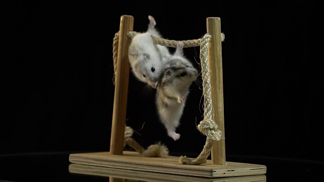 两只毛茸茸的仓鼠把自己拉到放在镜子桌上的单杠上视频素材