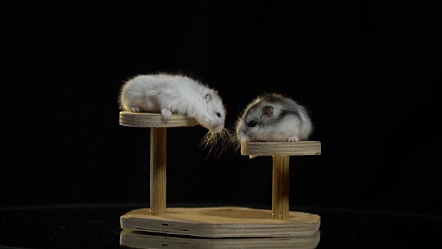 木制底座上的两只可爱的仓鼠互相扭着一根柳条，看着对方，其中一只跳了下来视频素材