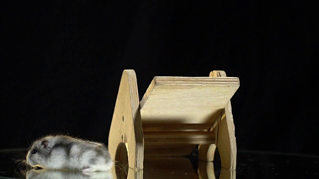 一只白色的仓鼠沿着秋千跑，另一只灰色毛茸茸的仓鼠看着他，慢镜头视频素材