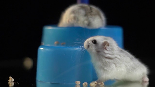 小仓鼠爬上蓝色塑料动物喂食器，靠近了视频素材