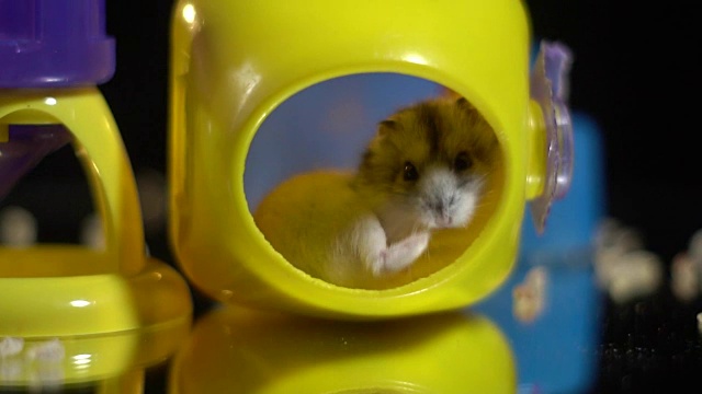 毛茸茸的仓鼠坐在一个黄色的塑料房子里向外张望，散落在食槽里的干粮周围视频素材