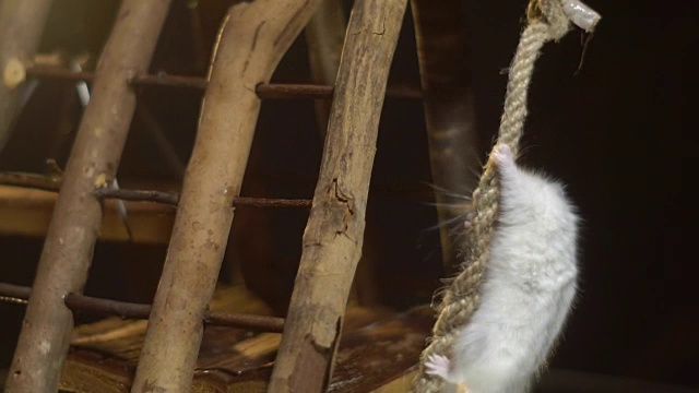 白色毛茸茸的仓鼠在操场上的一根绳子上攀爬，寻找放在镜子展示桌上的谷物视频素材