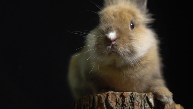 一只长着大眼睛的毛绒绒的小兔子坐在一个树桩上，看着摄像机，嗅着一个粉红色的鼻子视频素材