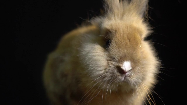 可爱的家兔滑稽地嗅着鼻子坐在黑暗中，慢动作视频素材
