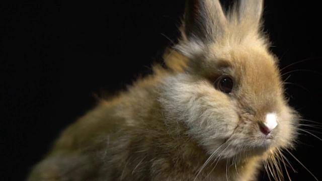 毛茸茸的小兔子坐在黑暗中嗅着什么，慢镜头视频素材