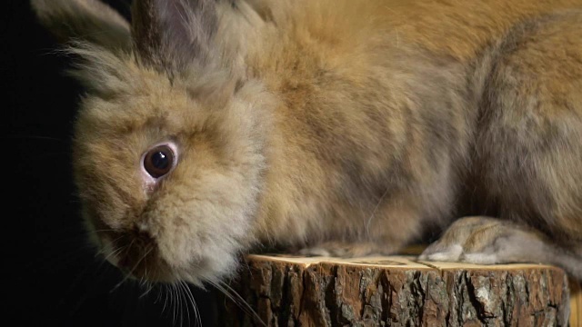 漂亮的棕色眼睛的小兔子坐在一个木桩上看着照相机视频素材