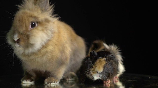 毛茸茸的兔子和豚鼠正坐在一个镜子展示桌上视频素材