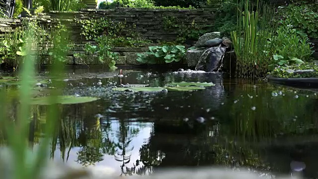 有瀑布和植物的花园池塘视频下载