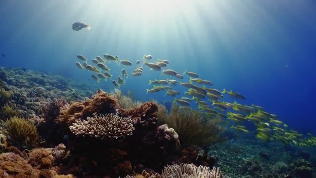 水下景观与珊瑚和鱼群在科莫多岛视频下载