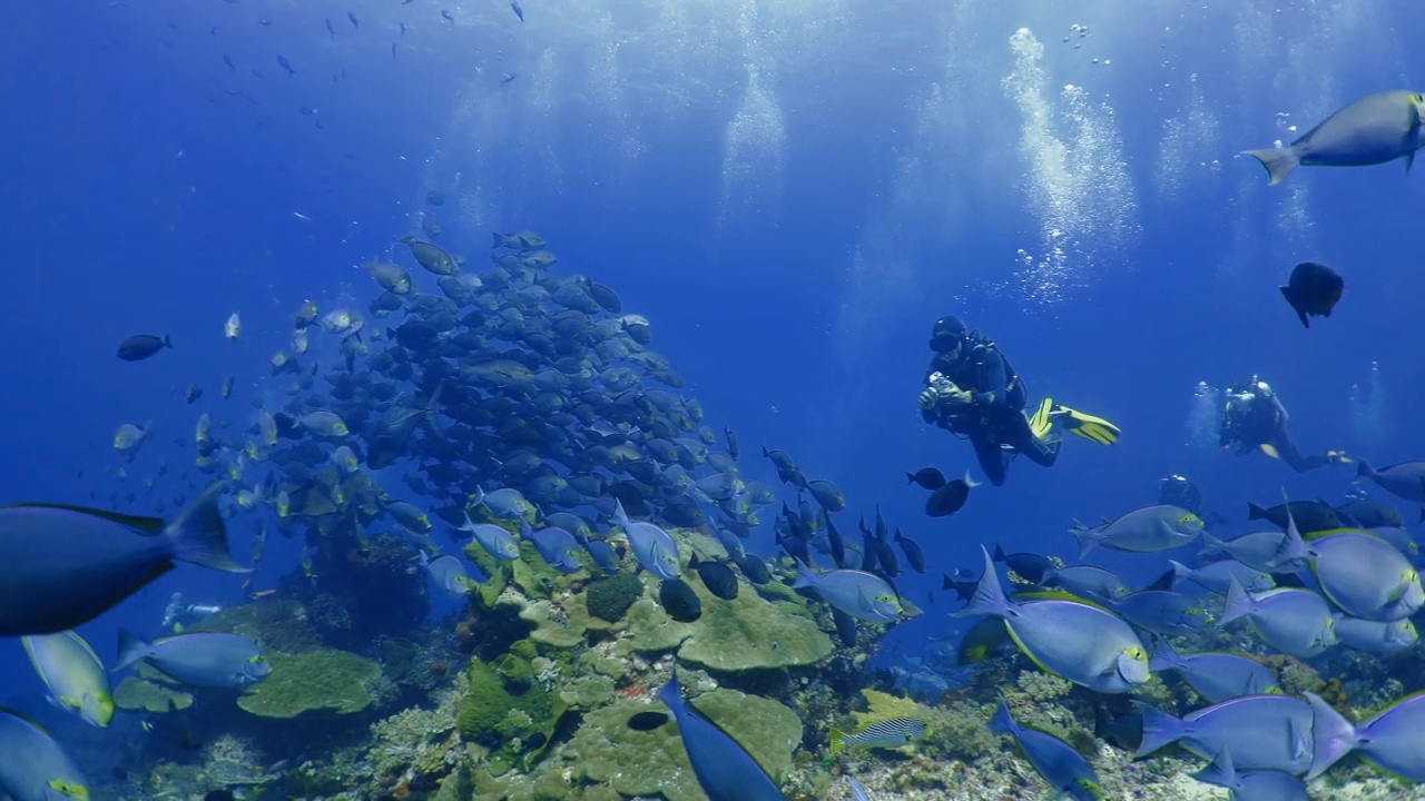 在科莫多岛与外科医生鱼一起观看水下景观视频素材