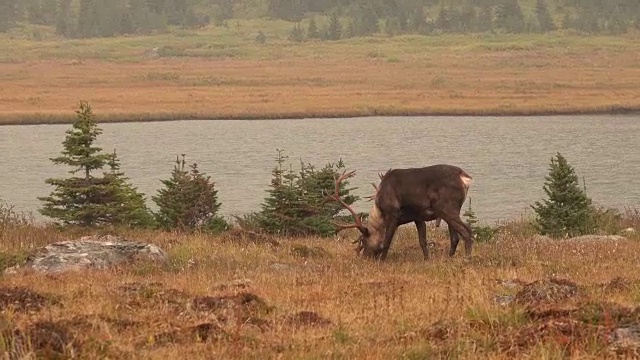 加拿大阿尔伯塔省托昆山谷贾斯帕国家公园受到威胁的山地驯鹿视频素材