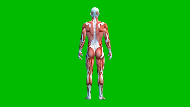 绿色屏幕上的人体肌肉系统，绿色背景下分离的男性肌肉模型，3D动画视频下载