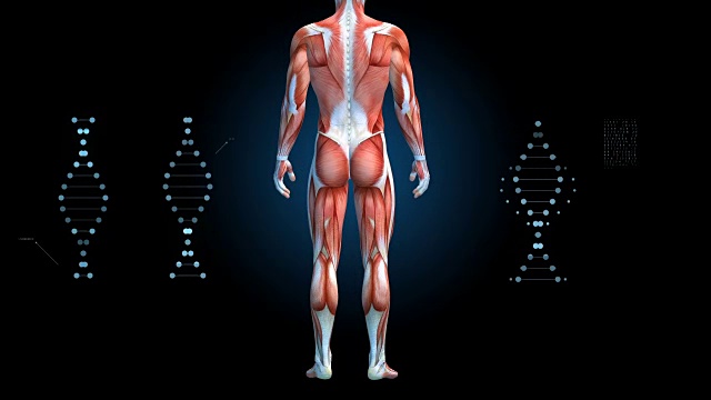 人体肌肉系统，男性肌肉模型与DNA符号在黑色背景旋转，3D动画视频下载
