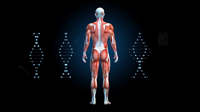 人体肌肉系统，男性肌肉模型与DNA符号旋转的黑色背景，3D动画视频下载