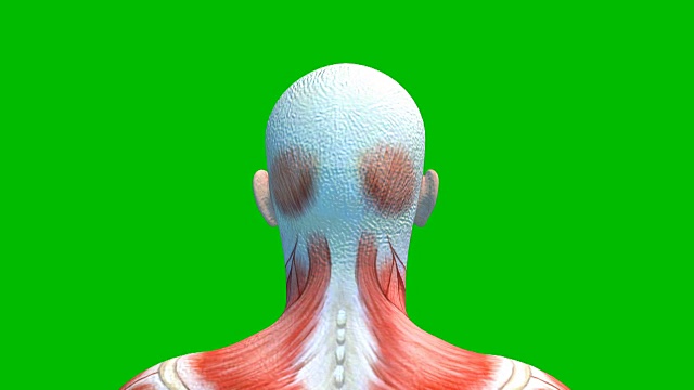 男性头部肌肉隔离在绿色背景，人体肌肉系统在绿色屏幕，3D动画视频下载