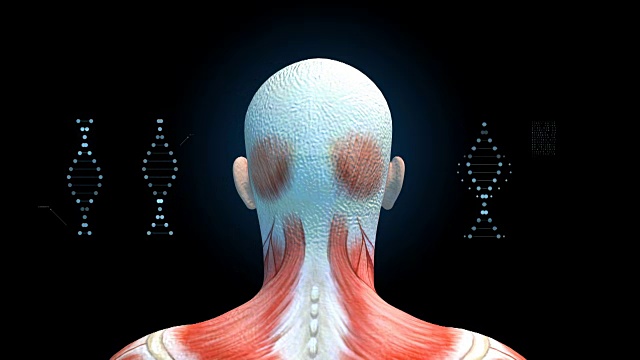 男性头部肌肉与DNA符号在黑色背景，人体肌肉系统模型视频下载