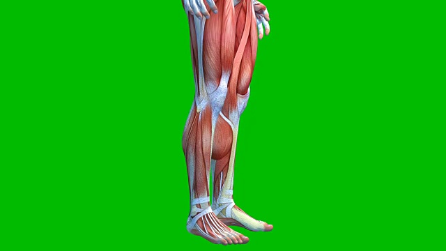 绿色背景下的人体肌肉系统，绿色屏幕上的男性肌肉模型，3D动画视频下载