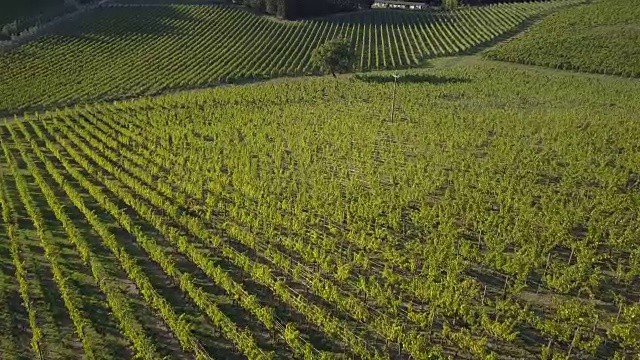 鸟瞰图的葡萄园景观在日落视频素材