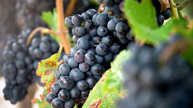葡萄园红酒葡萄在葡萄树上在酿酒厂。视频素材