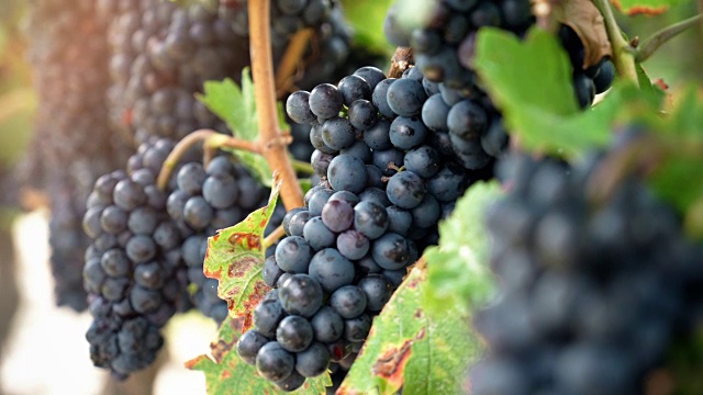 葡萄园红酒葡萄在葡萄树上在酿酒厂。视频素材