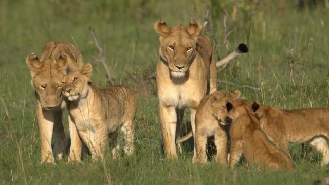 非洲大草原上的狮子家族视频下载