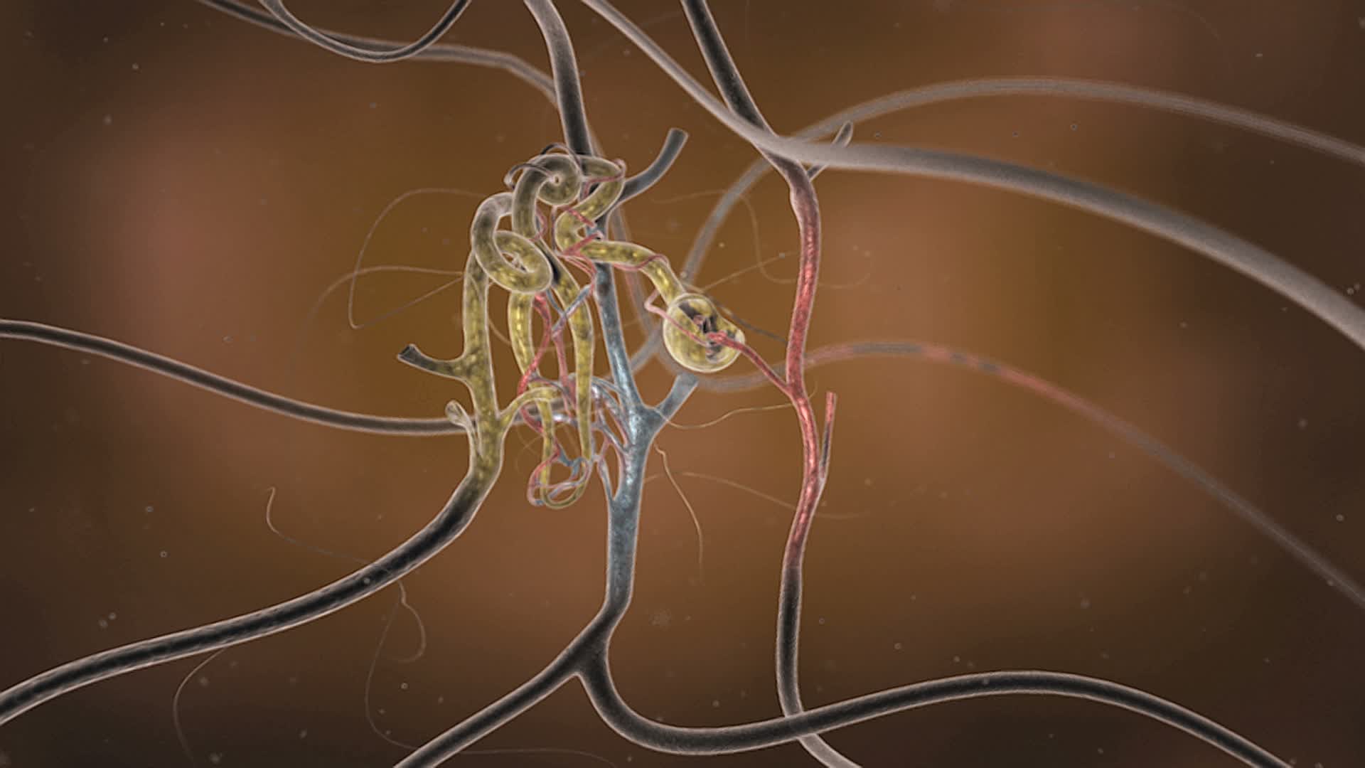 肾小球是肾脏内肾元的一部分，从左到右放大并平移。视频素材