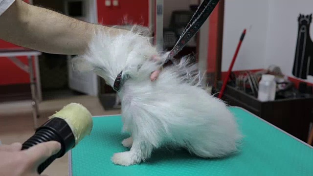 小狗第一次用吹风机梳头视频素材