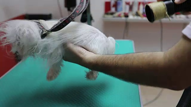小狗第一次用吹风机梳头视频素材