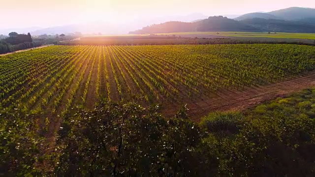 从空中俯瞰美丽的葡萄园在日落，强大的山脉看到的背景。视频素材