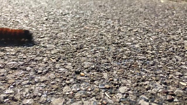 白天，一条毛茸茸的毛毛虫在人行道上爬行视频下载