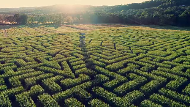 无人机拍摄的宾夕法尼亚州波科诺斯地区巨大的万圣节玉米迷宫的空中全景视频视频下载