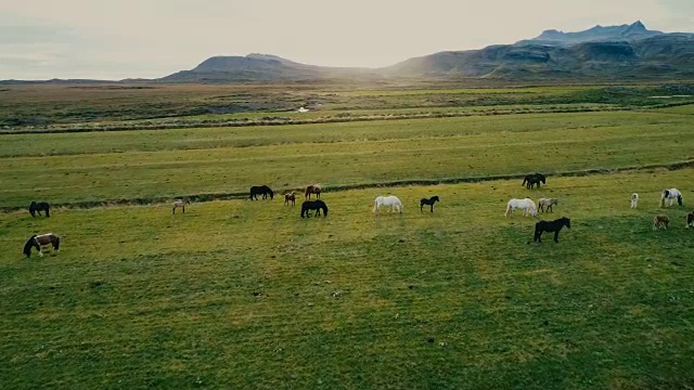 冰岛山上冰岛马的鸟瞰图视频素材