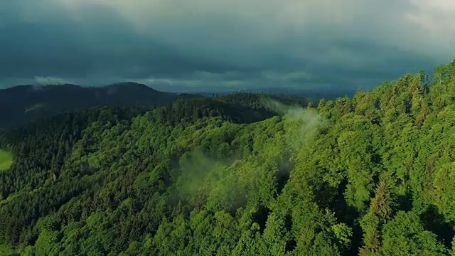 夏季森林的鳥瞰圖視頻素材