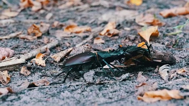 雄甲虫鹿在地上推着一只被压死的甲虫视频素材