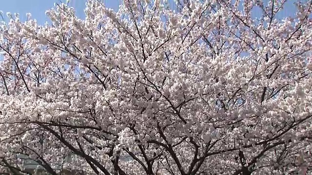樱花，东京，日本视频素材