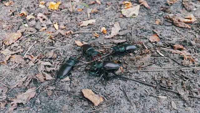 四只甲虫鹿在地上爬行视频素材