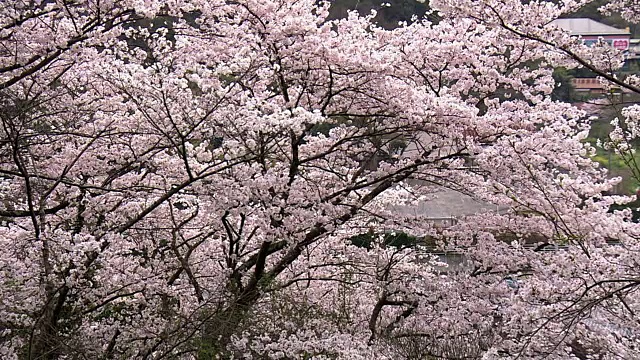 日本福冈，赏花和赏樱花视频素材