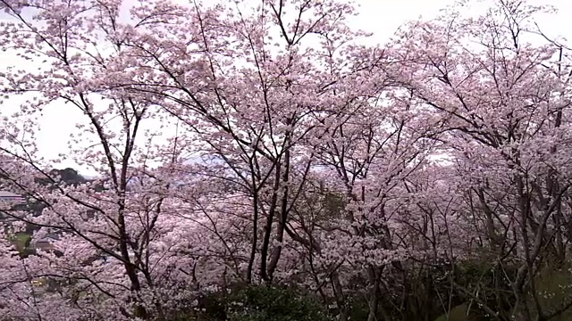 日本福冈，赏花和赏樱花视频素材
