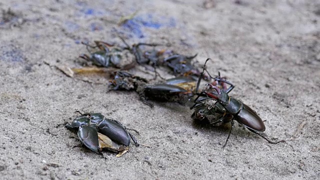 雄甲虫鹿在地上推着一只被压死的甲虫视频下载