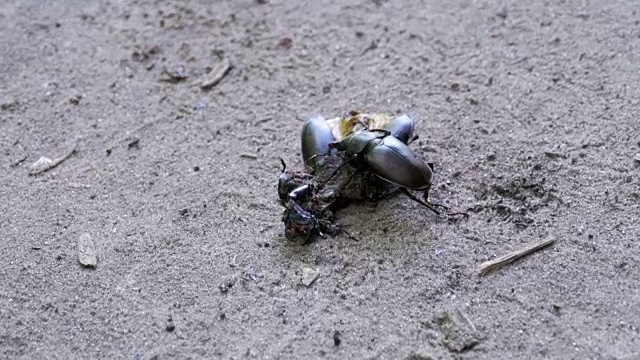雄甲虫鹿在地上推着一只被压死的甲虫视频素材