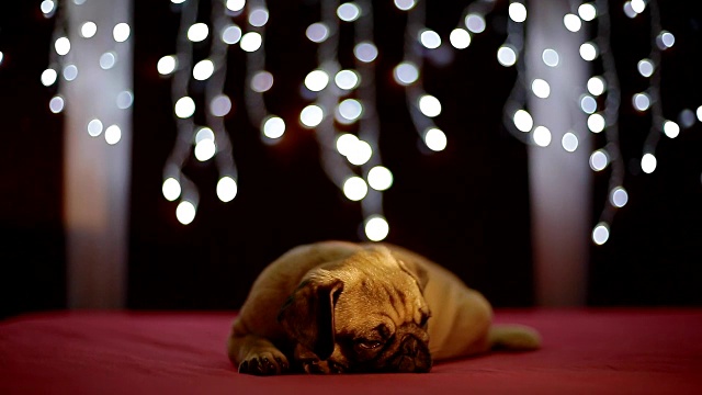 哈巴狗狗睡在红色背景与圣诞灯视频素材