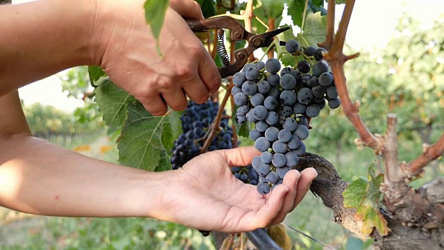 意大利南部:收获季节，农民从树上采摘葡萄的双手视频下载