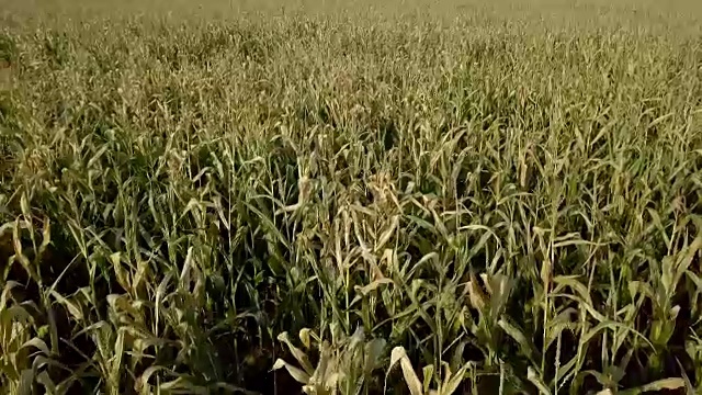 摄像机在受损的玉米地里飞行视频下载