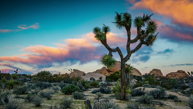 时间推移:沙漠景观与约书亚树在日出- 4K自然/野生动物/天气视频素材