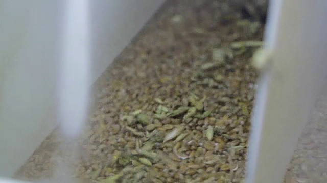 在面粉厂清理杂物中的谷物视频下载