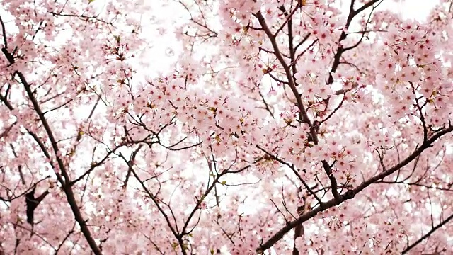 樱花或春天的樱花视频下载