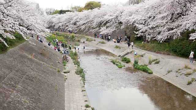 日本名古屋山崎水渠边的樱花树视频素材