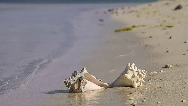 热带海滩海螺贝壳，日出和海浪视频下载