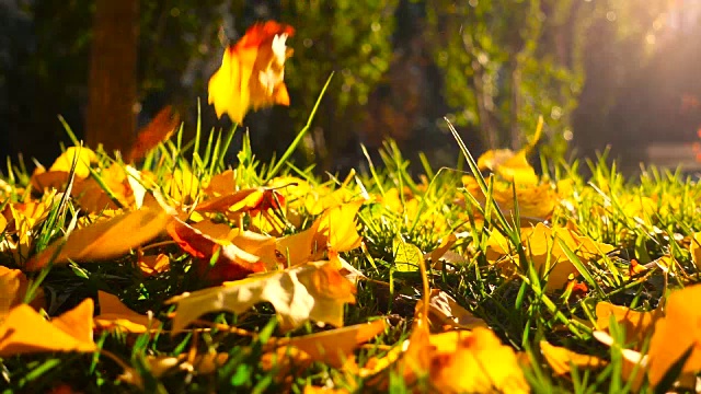 秋天落葉落在草地上視頻素材